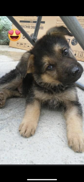 Les cuento la historia de mi mascota ROMEO 