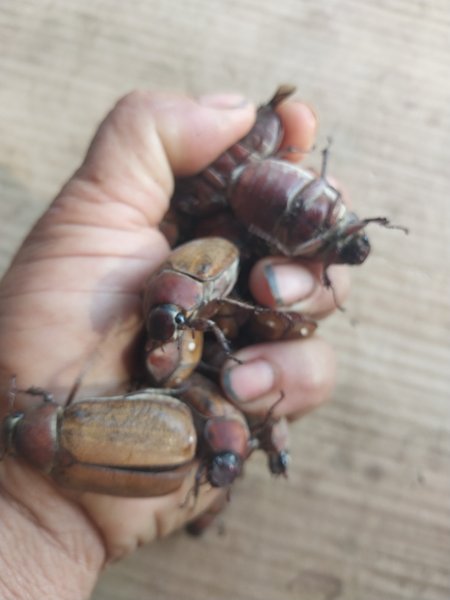 This page is the page where the Ainoon bug was caught at Kamphaeng Phet.
