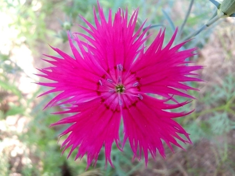 Dianthus monspessulanus (The fringed Pink)