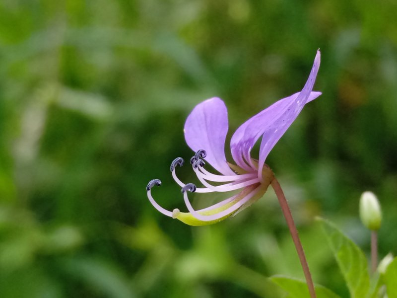  Cleome rutidosperma