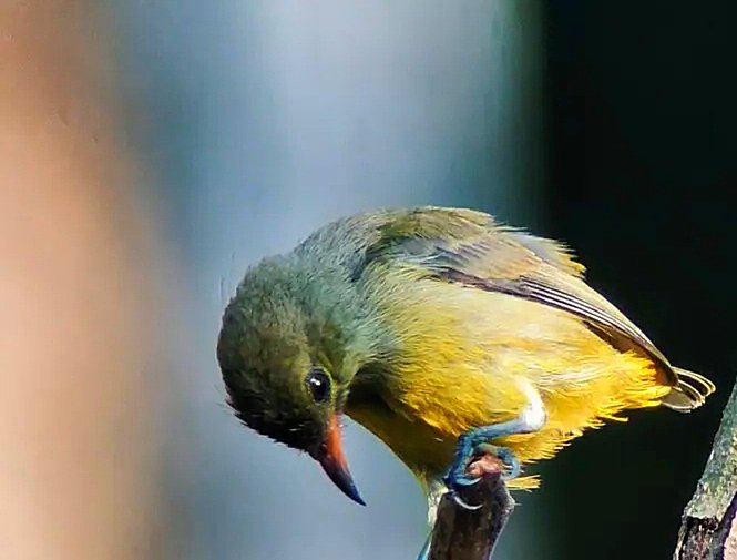 Small charm bird at the branch