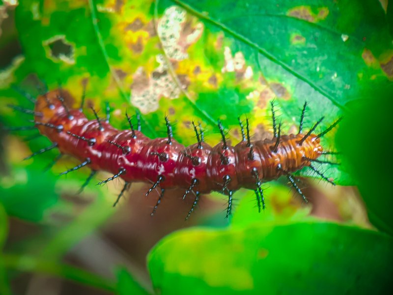 Photography of caterpillars on leaves
