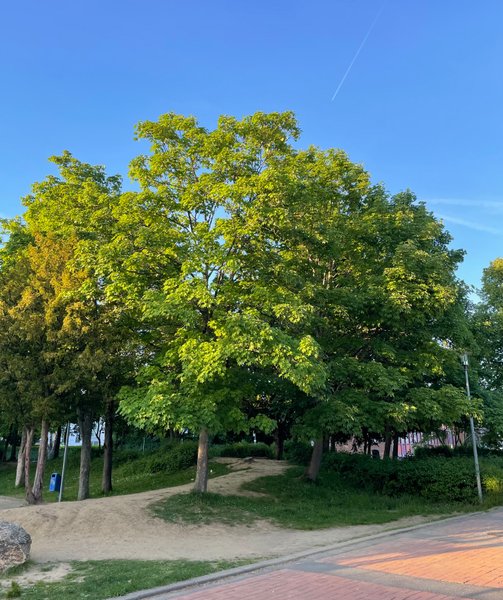 🌳 Baumkrone / Big tree [GER/ENG]