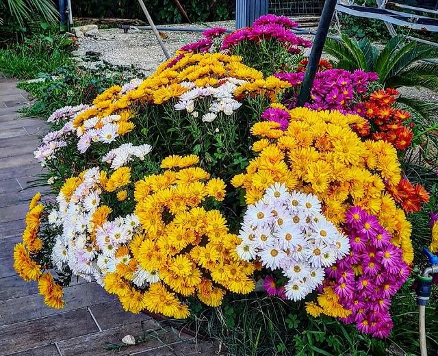 Unique and amazing flower