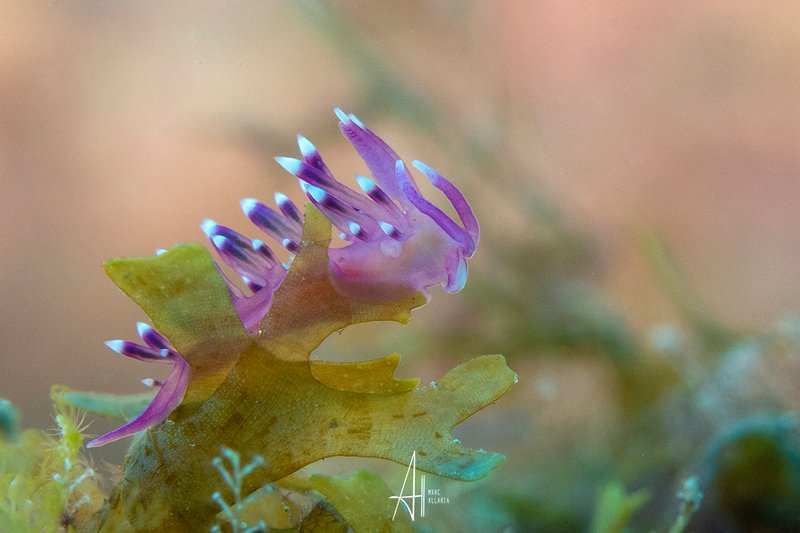 PhotoFeed Contest - Macro Photography Round 119 - My entry
