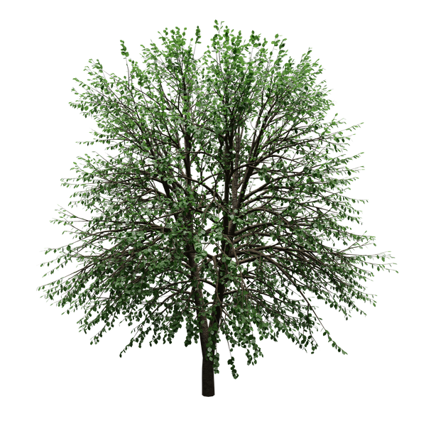 LIL - 12 Tree Images (3D Renders with Transparent Backgrounds)