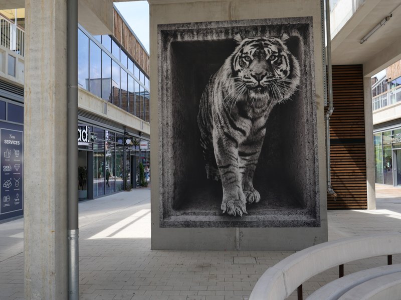 CCC's Street Art Contest #245