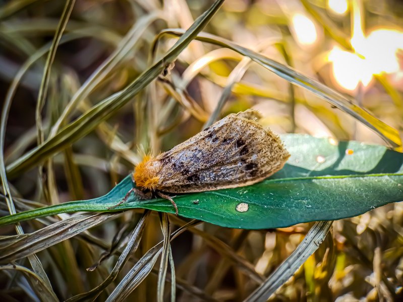 Epicoma contristis