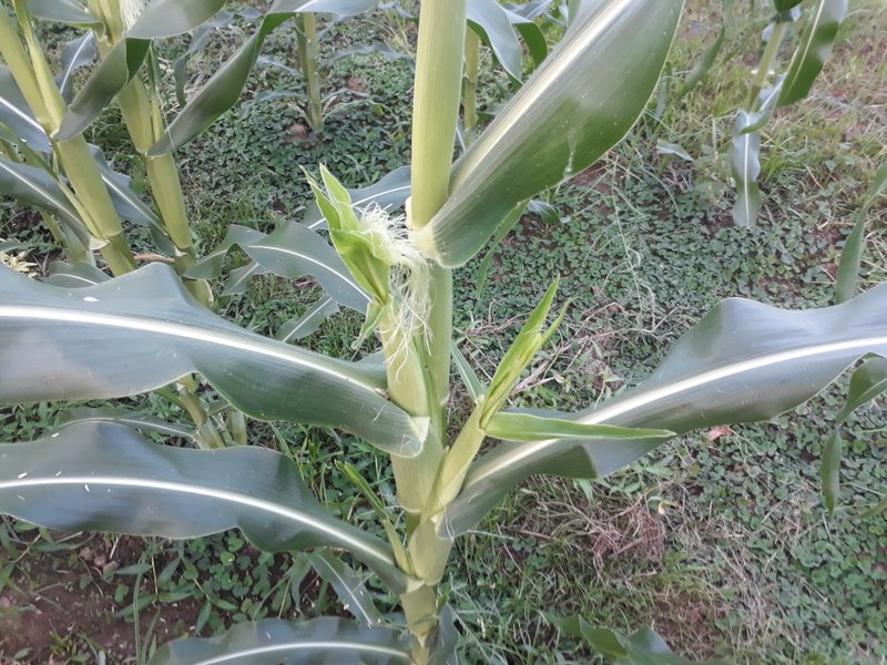 My corn is blooming