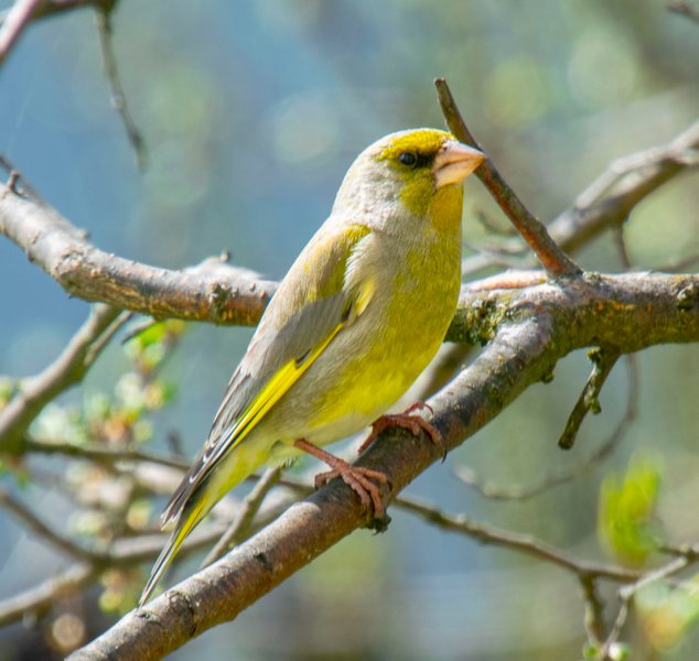 Show Me A Photo Contest Round 214 - The Eurasian Greenfinch (6pics)