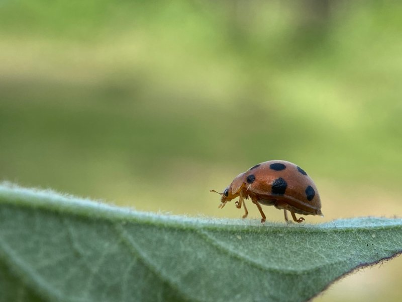 Suku Epilachnini