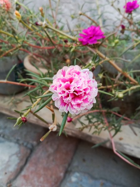 Summer Flowers 