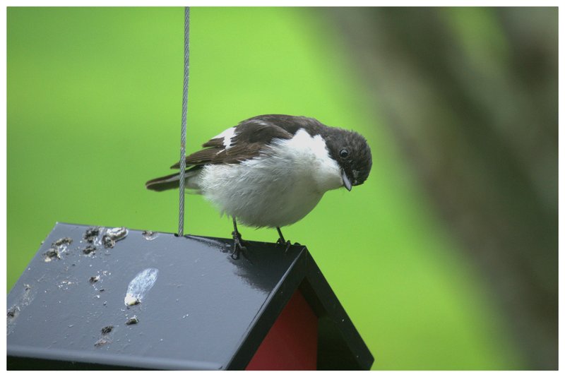 Garden bird
