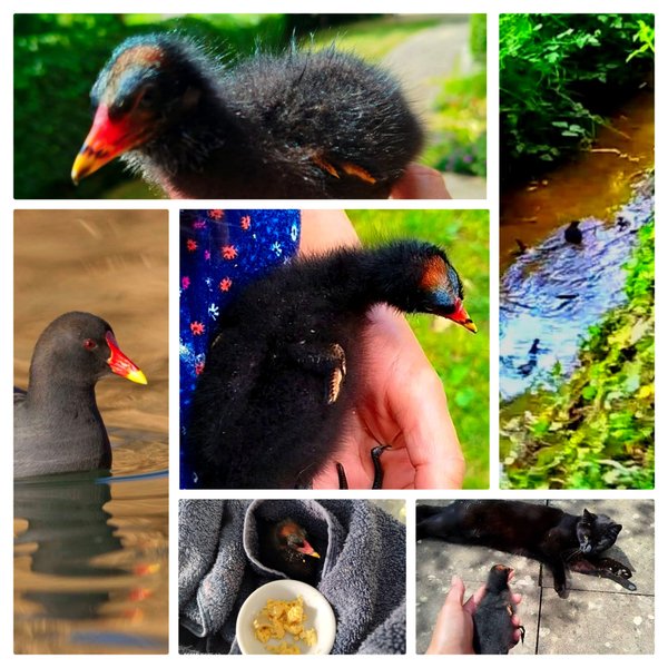 My Cat Brought Home a Moorhen Chick… and I Let It Go