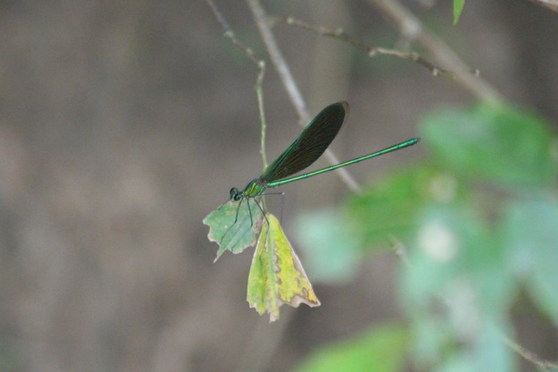 Matrona basilaris