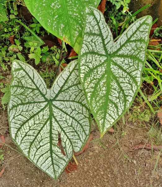 photo of taro plant