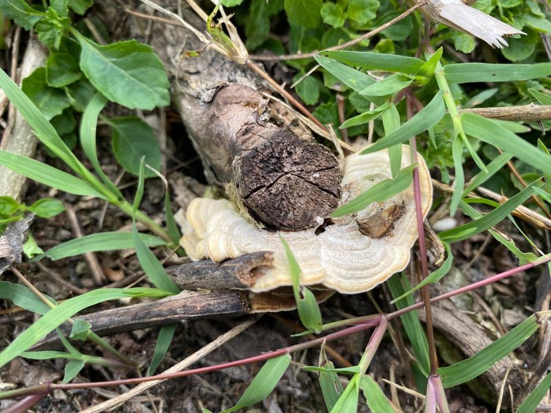 Trametes cubensis