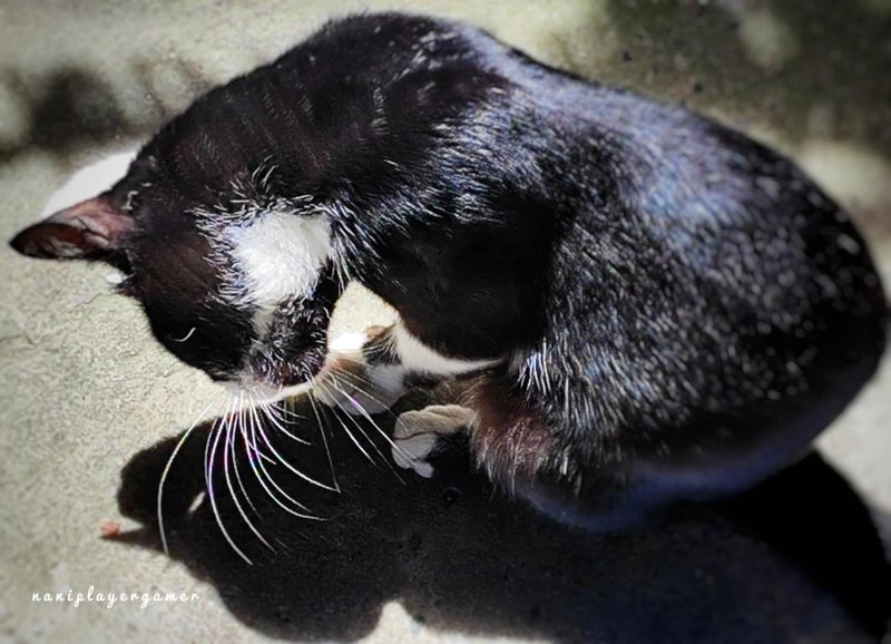 SMASh 329: My Stray Cat Tofu Cleaning His Paws 
