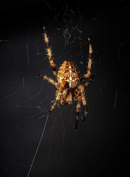 Genus Araneus