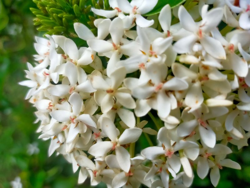 Beautiful flower