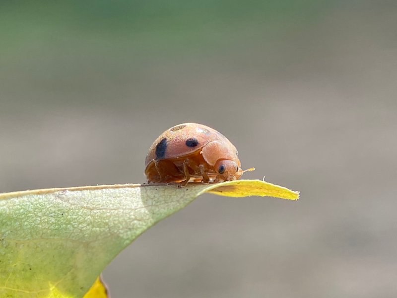 Lady Bug Insect