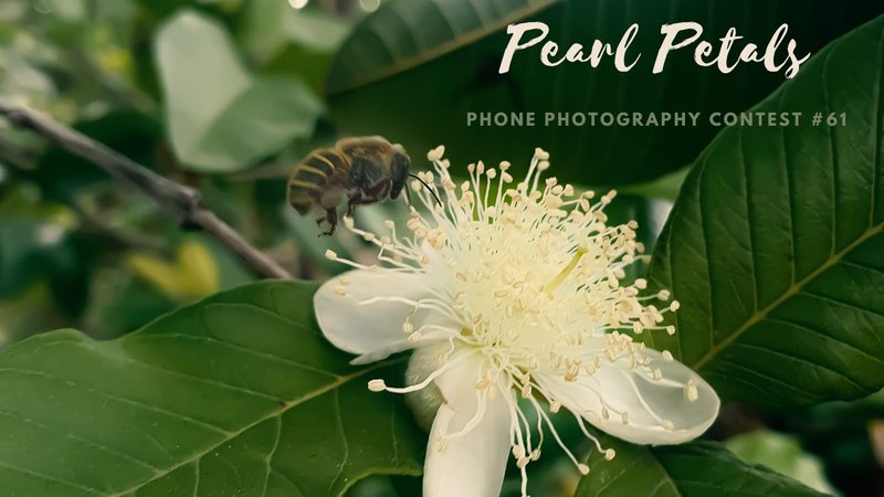 Pearl Petals - Phone Photography Contest - #61 [ENG/ESP]