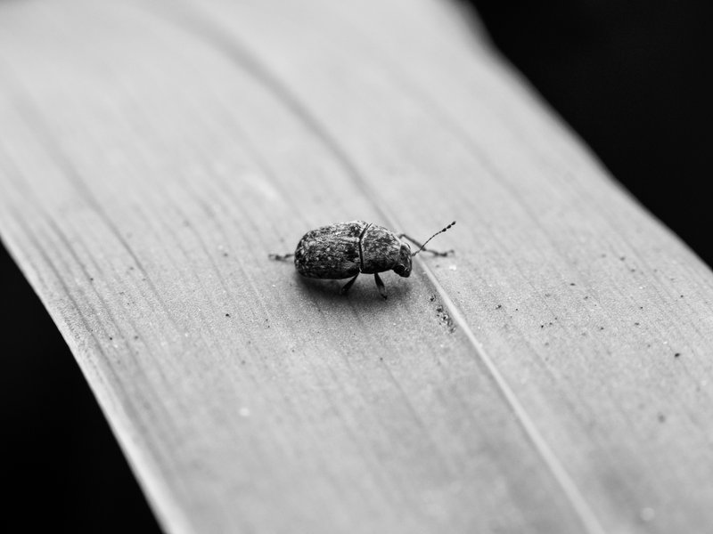 weevil, grasshopper, and spider- Monomad challenge