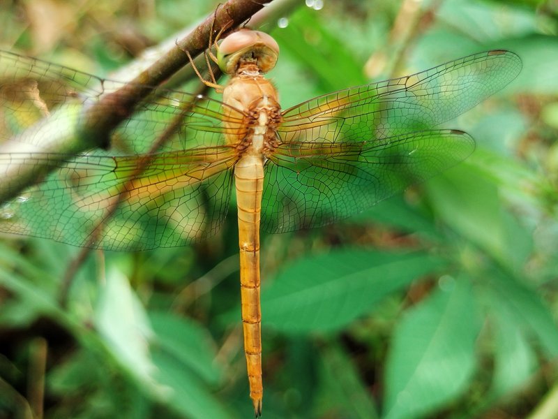Dusk dasher dragonfly