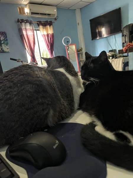 Una historia de 2 gatos (esp/eng)