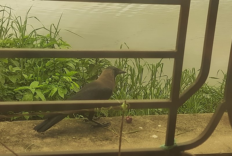 A beauty of black house crow 
