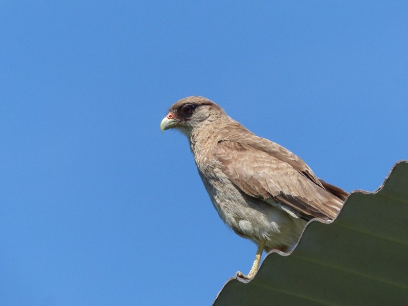 Chimango - Feathered Friends - Show Me A Photo Contest Round 150
