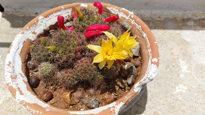 Mammillaria florecido - foto naturaleza/Mammillaria in bloom - photo nature[🇪🇸/🇬🇧]
