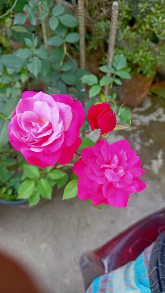 The beauty of the rose flower and the care of the garden are the reflection of the beauty of the rose.