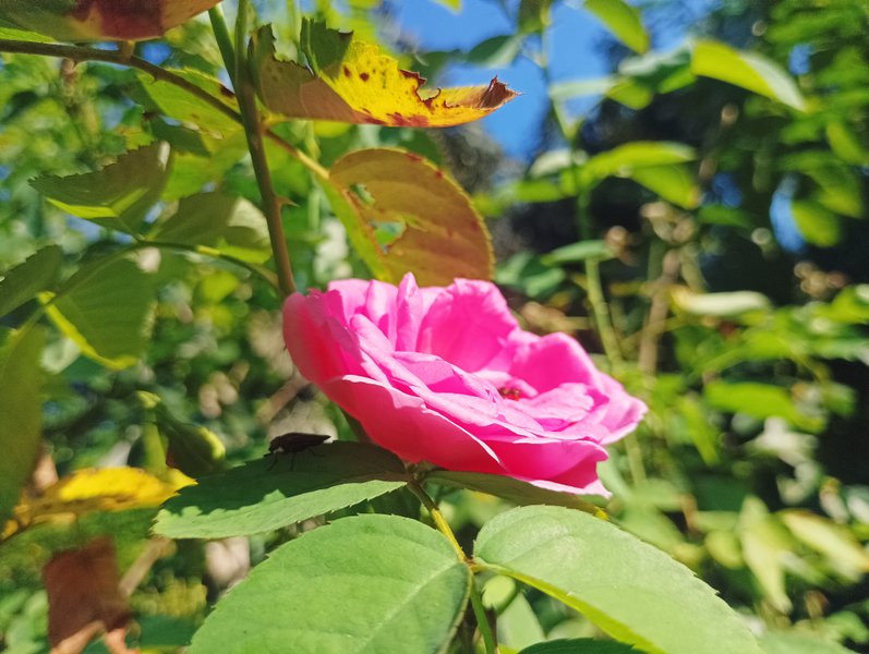 Genus rose 