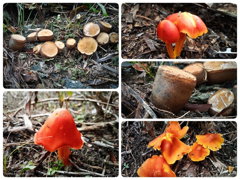 Fungi Friday | Remembering the memory of August 17, 1945