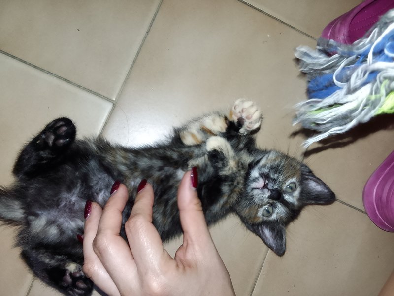 Bienvenida a casa Luna 🐱🏠 [ ESP-ENG]