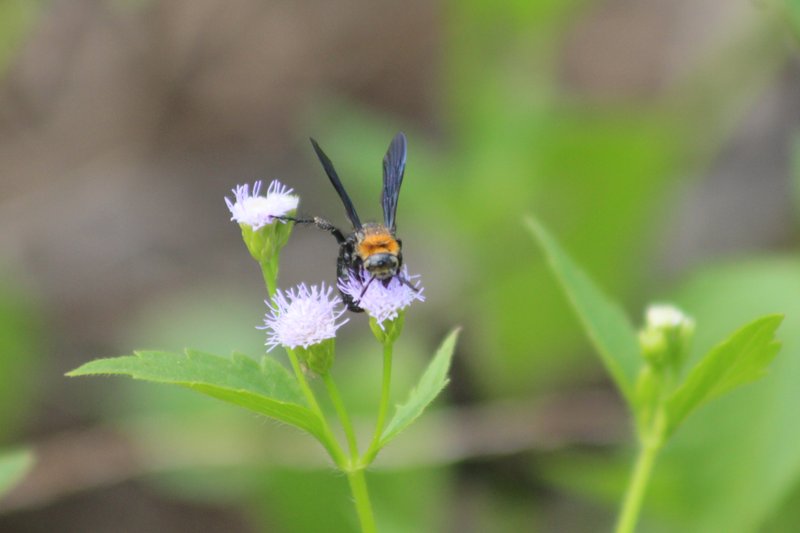 Campsomeriella caelebs