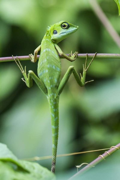 Bronchocela cristatella