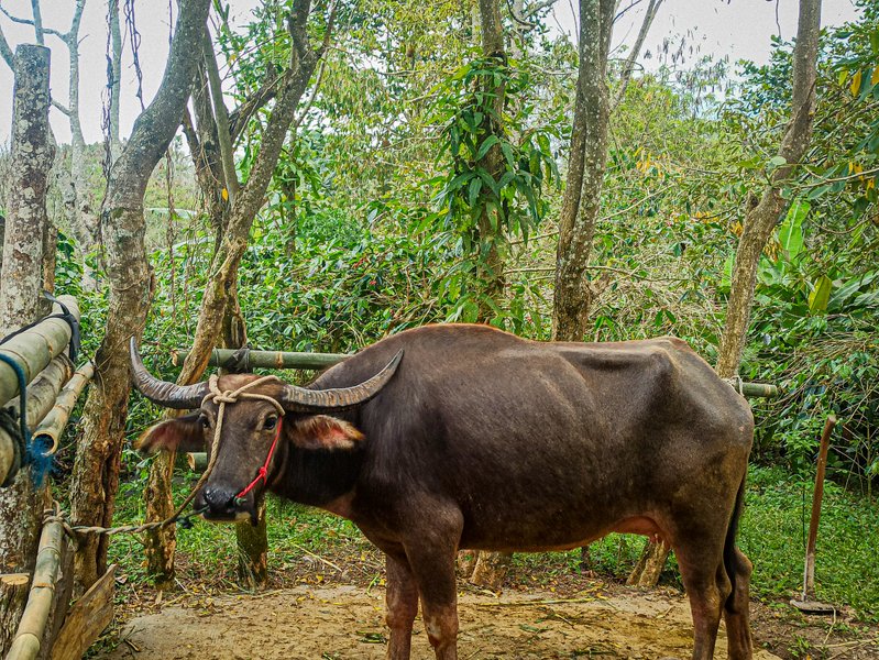 Bubalus bubalis