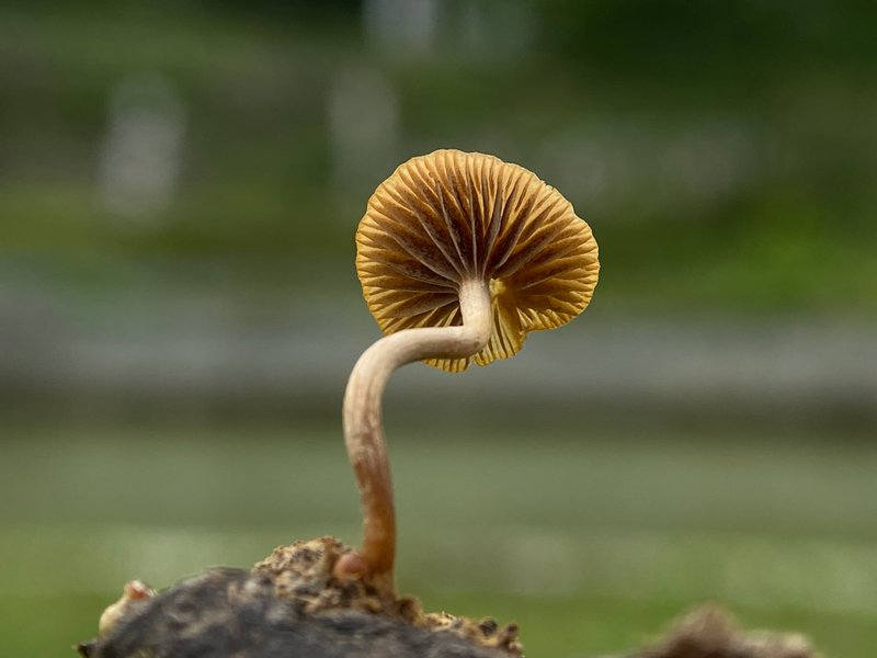 Agrocybe pediades