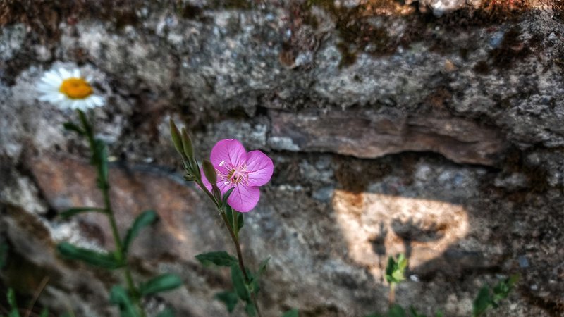 Wild, delicate and beautiful. 🌸