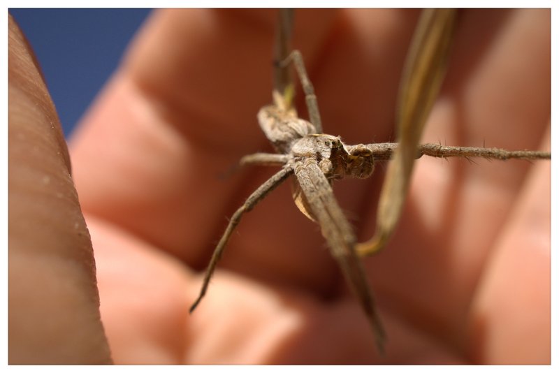 Calm spider