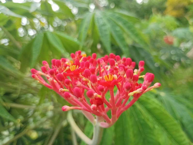 Genus Jatropha