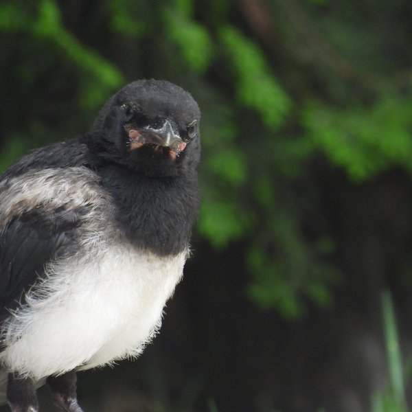 Young Birds