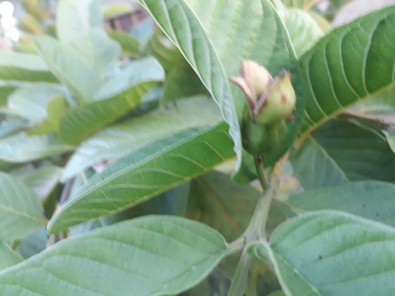 natural guava