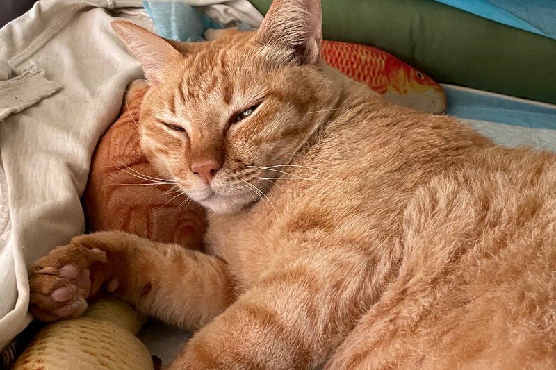 Happy Caturday: orange cats slept most of the day.