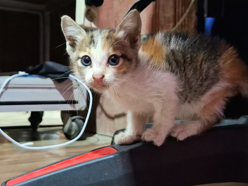 Beautiful three-furred cat
