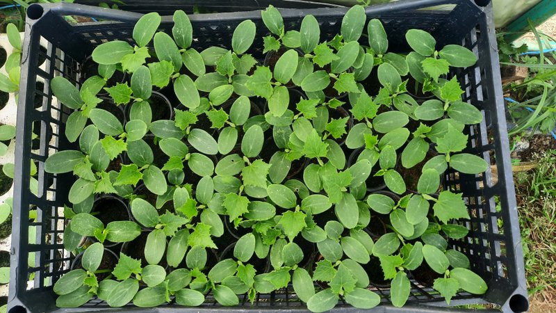 Garden journal - First days of May in the Greenhouse