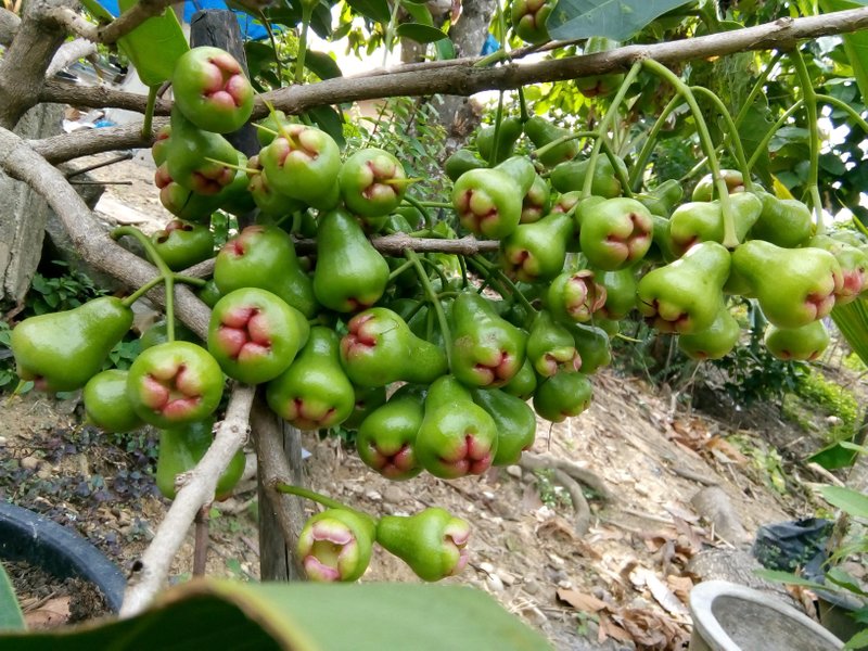 Syzygium aqueum that contains many benefits and provides a few lessons.