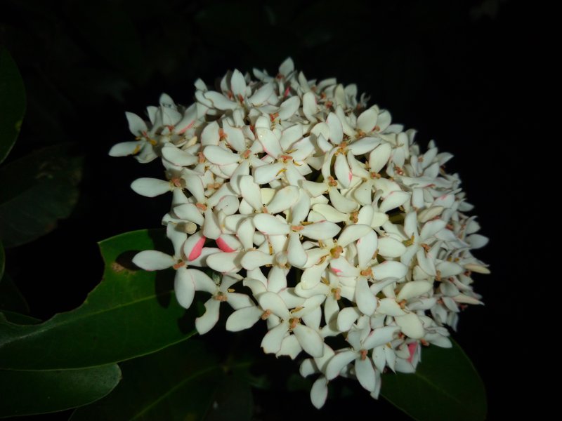 photographing Ashoka flowers blooming at night